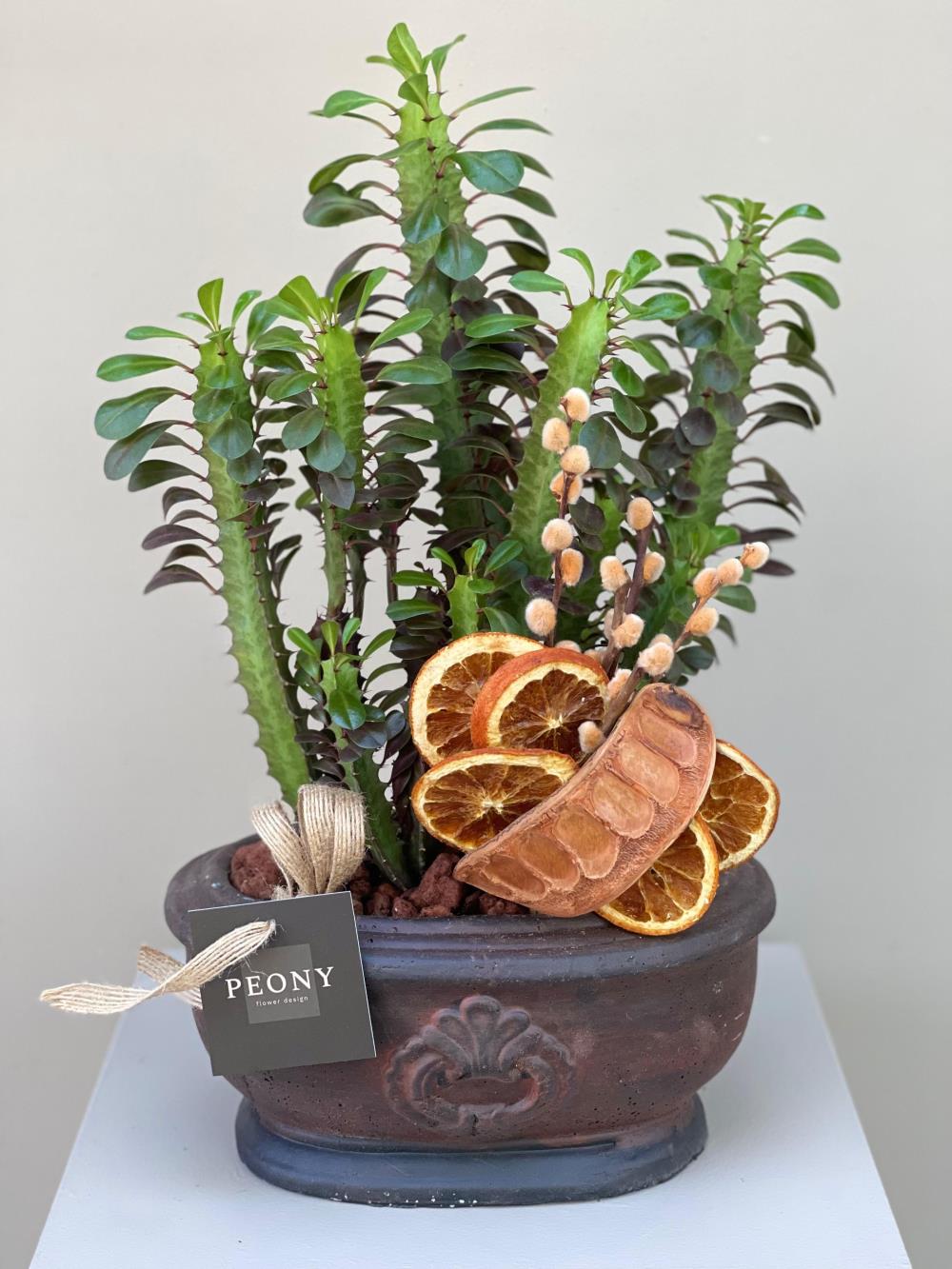 Euphorbia Süt Ağacı 